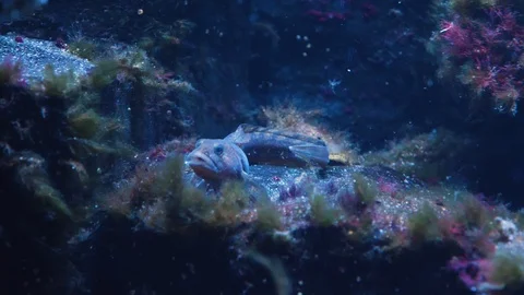 Close up of Butterfish Stock Footage 119494782