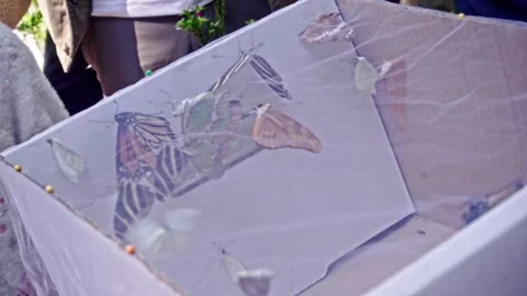 Close Up of Butterflies and Moths Inside Mesh Enclosure During Conservation Stock Footage 337921797