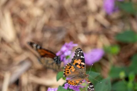 Close up Butterfly background interacting with a flower Stock-Fotos