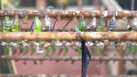 Close Up Butterfly Cocoons Hatching Stock Footage 89060398