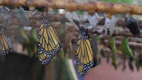 Close-Up Butterfly Cocoons Hatching Video stock 89060420