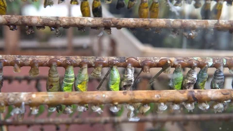 Close-Up Butterfly Cocoons Hatching Stock Footage 89060526