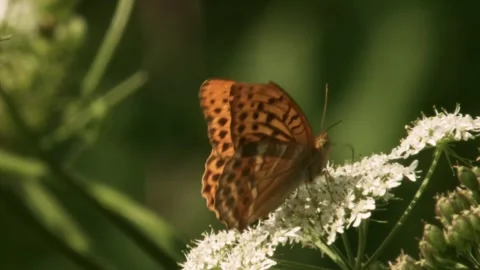 Close up of butterfly collecting nectar from white umbel flower 库存影片 335697729