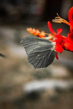 Close-Up of Butterfly on Daisy Stock Photos