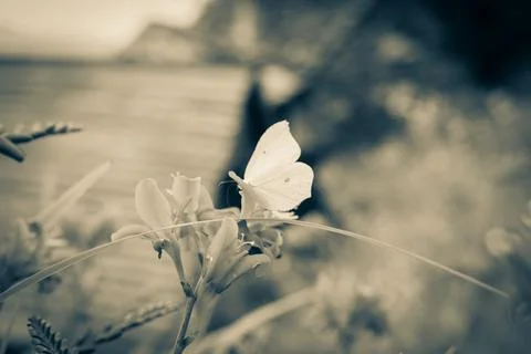 Close-Up of Butterfly on Daisy Stock Photos