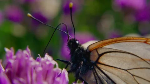 Close-up of a butterfly drinking nectar from purple flowers Stock Footage 335826389