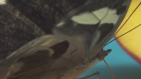 Close up of Butterfly Drinks a Fruit Stock Footage 65997474