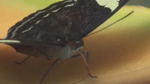 Close up of Butterfly Drinks a Fruit Stock Footage 65997640