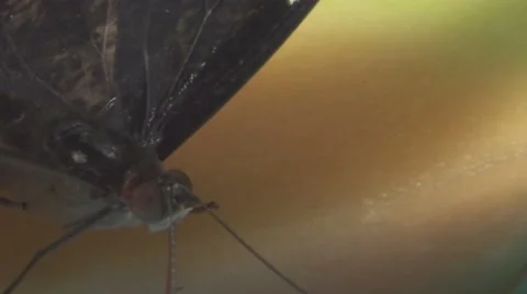 Close up of Butterfly Drinks a Fruit Stock Footage 65997744