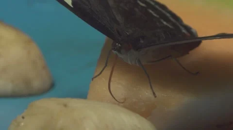 Close up of Butterfly Drinks a Fruit Stock Footage 65997887
