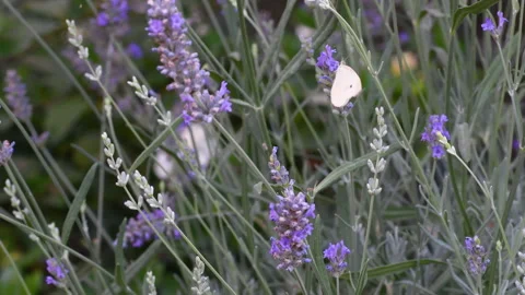 Close up on a Butterfly on an ear of lavender. Video stock 236987800
