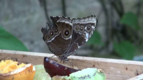 Close up of Butterfly Eating Fruit Stock Footage