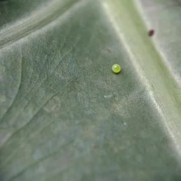 Close up of butterfly egg. Stock Photos