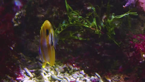 Close up of Butterfly fish Stock Footage 241021028