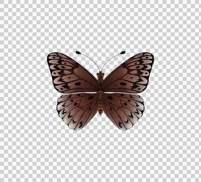 Close-up Butterfly Flapping Wings, transparent background Stock Illustration