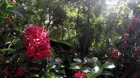 Close up on Butterfly on a flower. Stock Footage 81764360