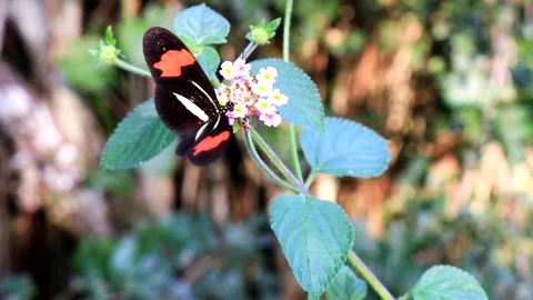 Close up on butterfly on flower Stock Footage 95614830