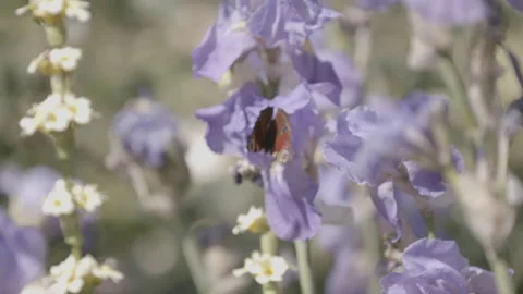 Close up of Butterfly on flower Stock Footage 132489610