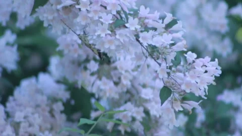 Close up a butterfly in flower Video stock 243327242