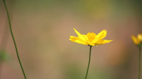 Close up Butterfly on flower in garden Stock Footage 36015441