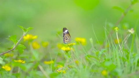 Close up butterfly on flower grass Stock Footage 140775828