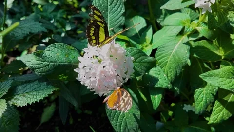 Close up butterfly on a flower in slow motion Video stock 306404227