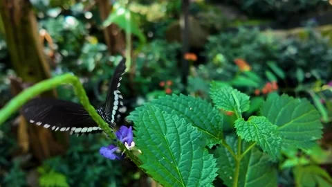 Close up butterfly on a flower in slow motion Stock Footage 306404228