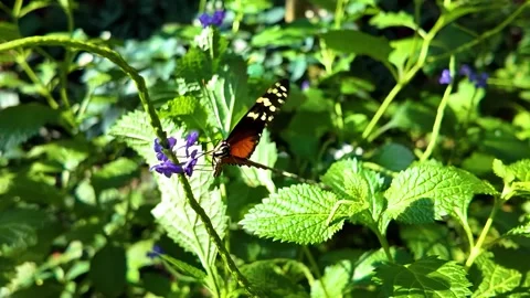 Close up butterfly on a flower in slow motion Stock Footage 306404745
