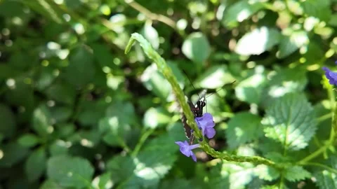 Close up butterfly on a flower in slow motion Stock Footage 306404763