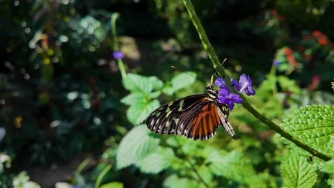 Close up butterfly on a flower in slow motion 库存影片 306408364