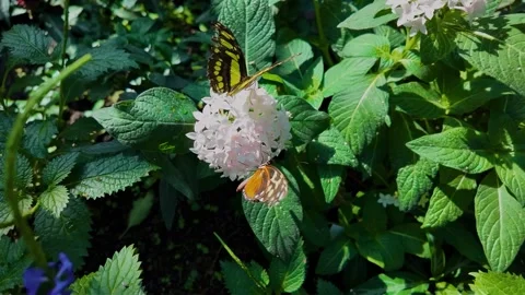 Close up butterfly on a flower in slow motion Stock Footage 306408481
