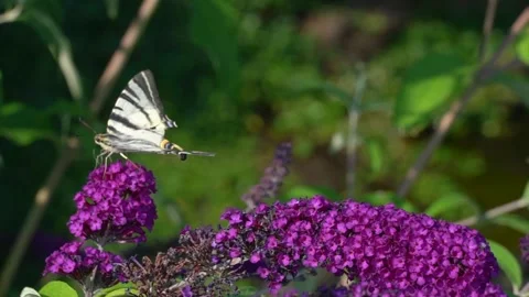 Close up of butterfly flying over flower with green plant background. Stock Footage 246534733