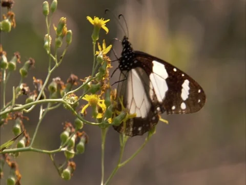 Close-up of butterfly Stock Footage 21883226