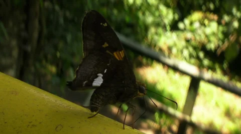 Close up of a Butterfly Video stock 33597301