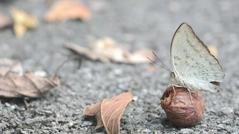 Close up butterfly Stock Footage 131747242