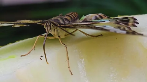 Close up of  butterfly Video stock 244988277