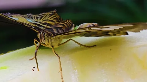 Close up of a butterfly Stock Footage 245035190