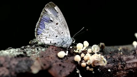 Close-up of butterfly Stock Footage 331921059