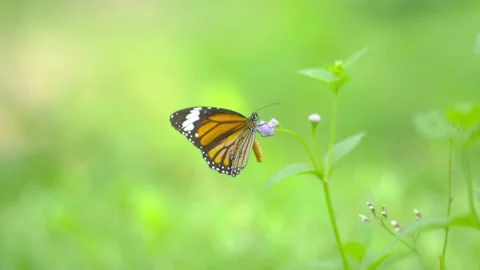 Close up butterfly on grass flower Stock Footage 140774787