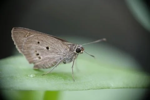 Close-up of butterfly on green leaf. Stock Photos