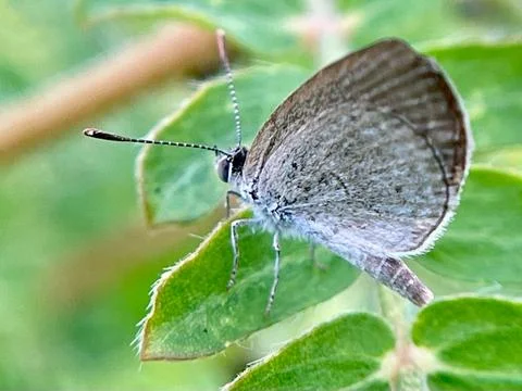 Close-up of a butterfly on a green leaf Stock Photos