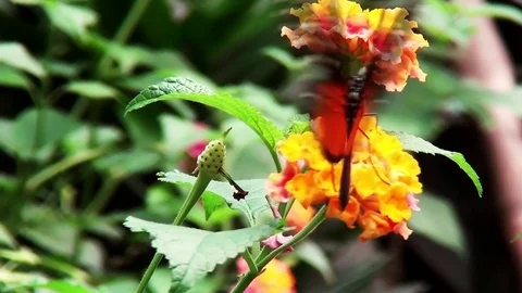 Close Up of a Butterfly (Heliconius hecale). Stock Footage 83092173