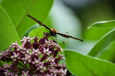Close-up of a butterfly with intricate wing patterns resting on a cluster o.. Stock Photos
