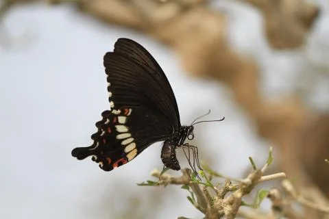 Close up butterfly lay egg Stock Photos