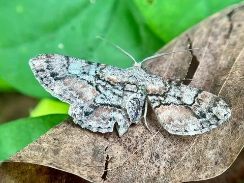 Close-up of a butterfly on a leaf with a blurred background (2) Stock Photos