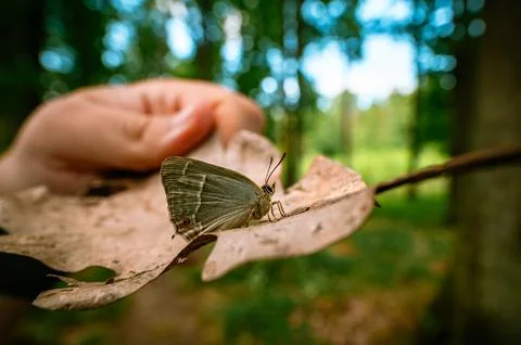 Close-up of a Butterfly on a Leaf Held by a Hand with Forest Background Stock Photos