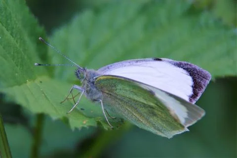 Close up of butterfly on a leaf Stock Photos