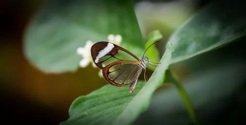 Close Up of Butterfly on Leaf Stock Photos