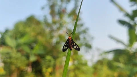 Close-up of a butterfly, a moth insect, Amata huebneri 動画素材 313163936