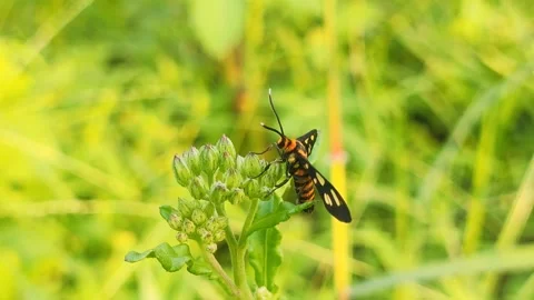 Close-up of butterfly, moth insect perched and crawling on green wild plants 動画素材 313163889